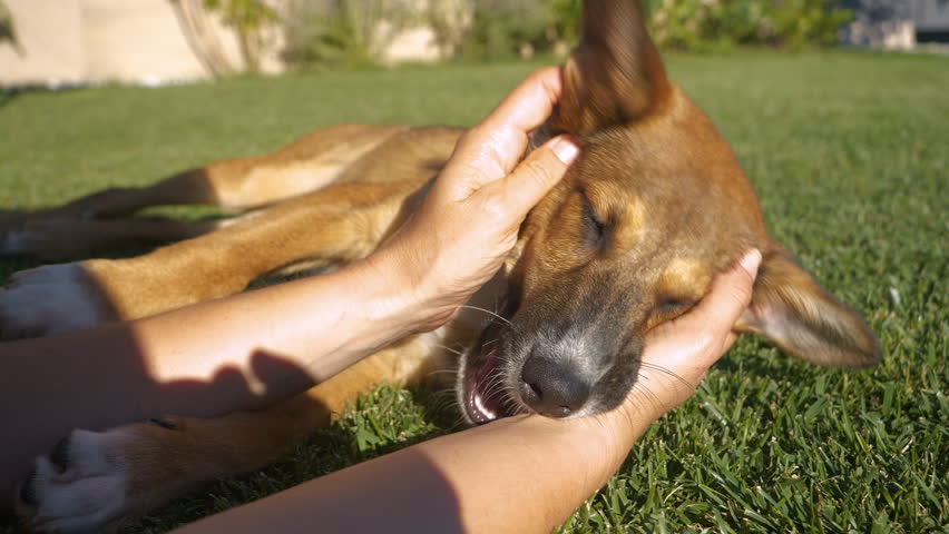 CLOSE UP: CLOSE UP: Cute mixed breed doggy biting human hands while lying on garden lawn. Young little puppy playing and bonding with owner. Game between dog and human that strengthens friendship. Royalty-Free Stock Footage #1099872277