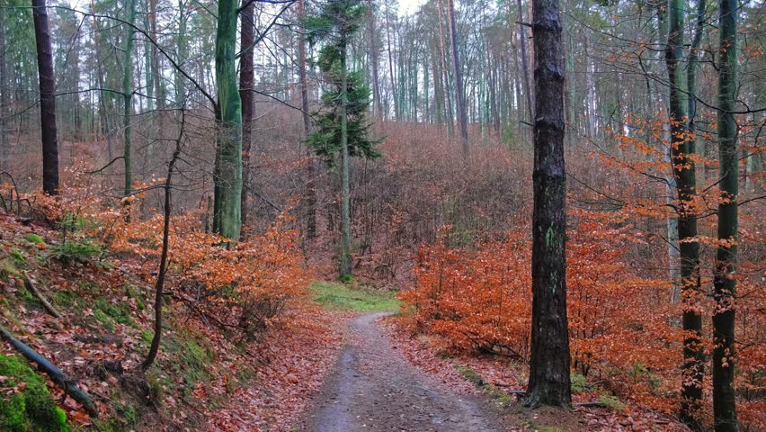 Downhill Path Through Autumn Forest