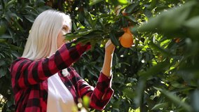 Beautiful Farmer Woman Picks  Oranges From Tree And Puts In  Wooden Box. Orange  Garden, Orchard Background. Young Blonde Girl. Woman Choose Oranges. Healthy Vegan Food. Agriculture, Farming.
