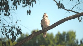 a high frame rate clip of a kookaburra perching on a branch at a park in khancoban of the snowy mountains of nsw, australia