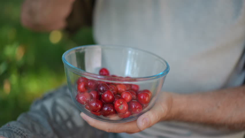 Close-up transparent bowl with tasty red berries in male senior hands outdoors. Unrecognizable old man tasting delicious cherries sitting in summer spring garden on backyard
