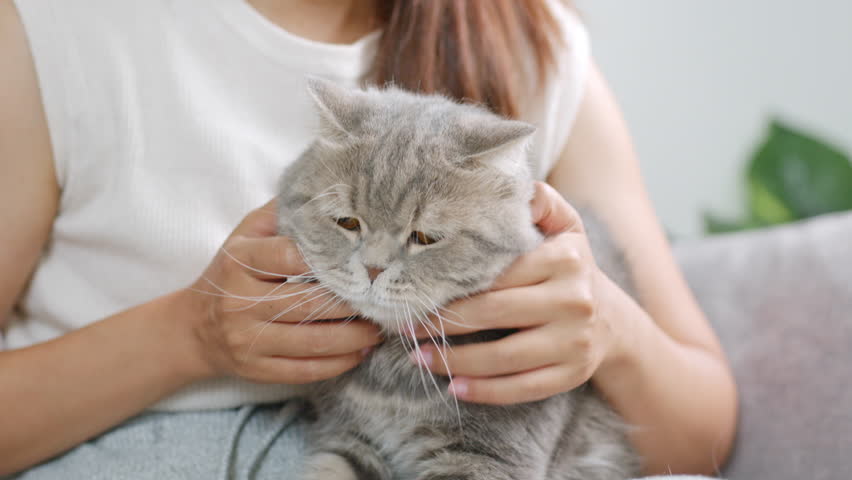 Cute lovely cat being relaxed with human hands playing and stroking softly Royalty-Free Stock Footage #1099888595