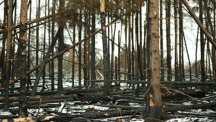 Fire forest after extreme weather fluctuations flame snow winter frost wild drought dry black earth ground vegetation stand green natural disaster burnt down trees bark beetle shot pest Ips dead | Shutterstock HD Video #1099889599
