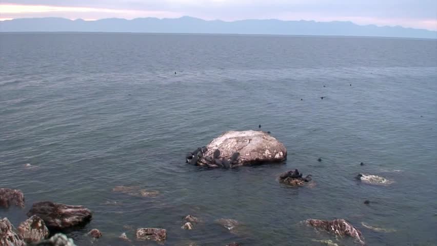 Newborn pup Baikal seal Pusa sibirica on Ushkany Islands belongs to type of animal pinnipeds on rocks in freshwater. It lives only in Lake Baikal. Mothers and cute newborn Pup calves bask on stones.