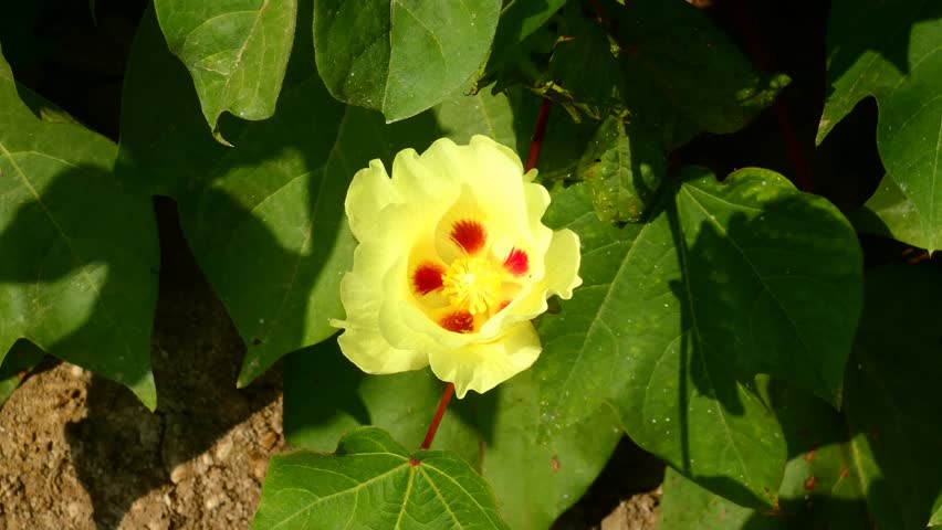 A Gossypium flower bloom of the mallow family, Malvaceae, with yellow leaves and red spots inside. The plant is more commonly known as the cotton plant, since that is where its harvested from. Royalty-Free Stock Footage #1099893435