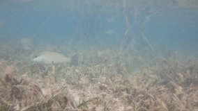 4k video of juvenile Lemon Sharks (Negaprion brevirostris) in the mangroves of North Bimini, Bahamas
