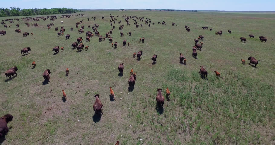 Wild Buffalo Herd Running In Vast Open Field, Brownotter Buffalo Ranch, Rising Aerial Tracking Shot