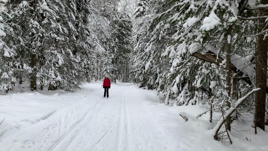 Winter road in a snowy forest, tall trees along the road. There is a lot of snow on the trees. Beautiful bright winter landscape. Winter season concept. Skiing trip