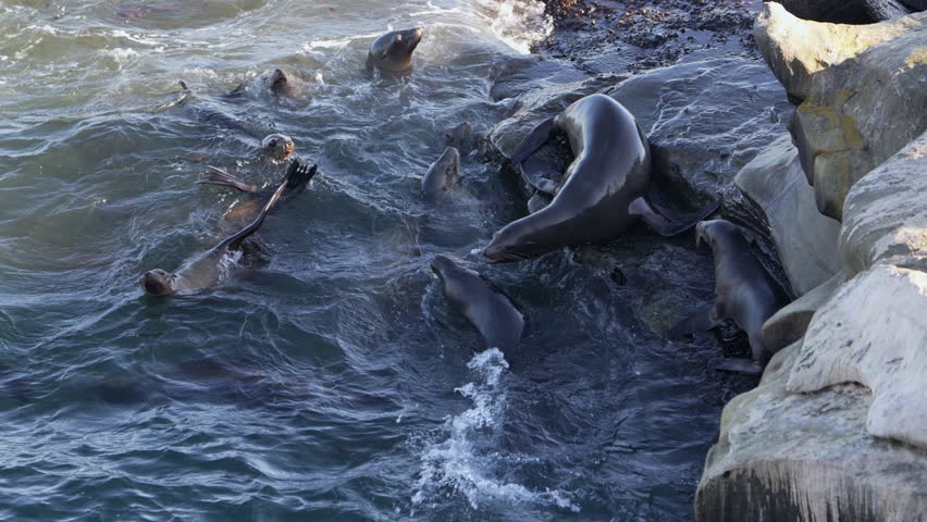 Wildlife in Super Slow Motion 4K 120fps: California Sea Lion on a rock - La Jolla, San Diego, the U.S.
