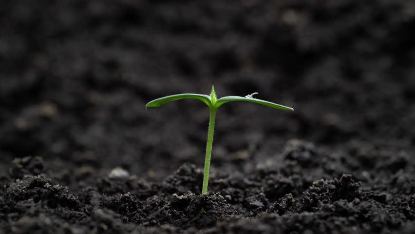Growing plants in time lapse, Newborn Cucumber Sprouts Germination in Soil. Spring Concept of New Life. Growing Seeds in a Greenhouse. Food Production. Fresh Green Leaf in Spring. Royalty-Free Stock Footage #1099905707