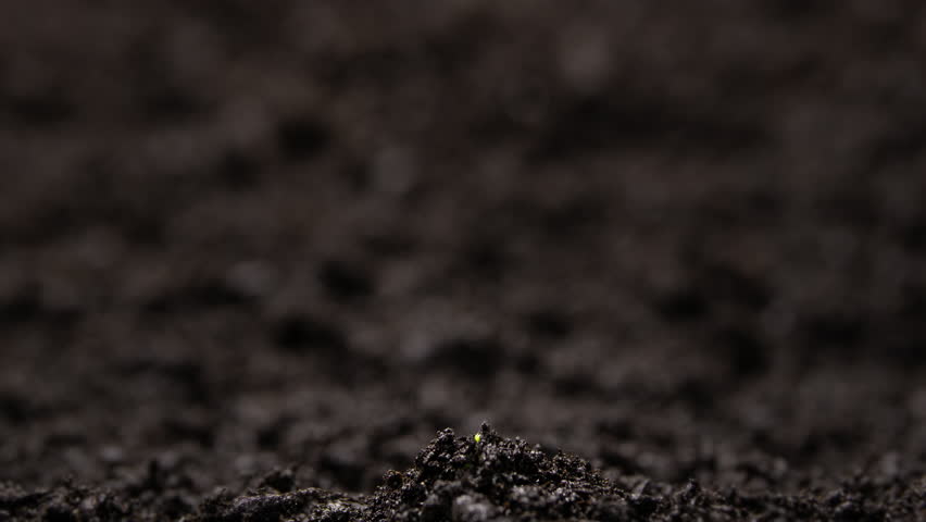 Growing plants in time lapse, Newborn Pea Sprouts Germination in Soil. Spring Concept of New Life. Growing Seeds in a Greenhouse. Food Production. Fresh Green Leaf in Spring. Royalty-Free Stock Footage #1099905709