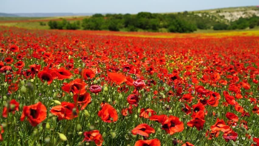 Slow motion. Field of wild poppies, beautiful summer rural landscape. Fresh green meadow with bright red flowers, sunny day. Royalty-Free Stock Footage #1099909093