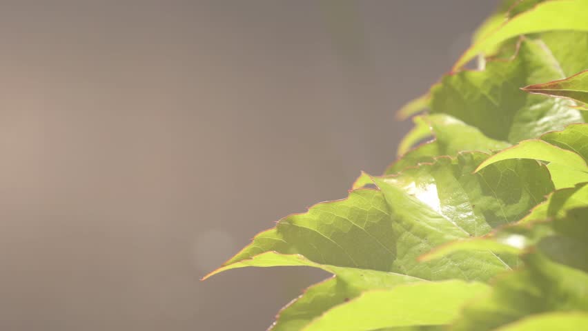 Green ivy leaves close-up on the right against the background of water in the park illuminated by glare from the sun. Royalty-Free Stock Footage #1099910193