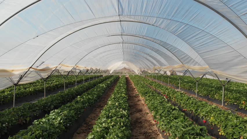 Organic strawberry plant growing in greenhouse. Strawberries Organic agriculture in greenhouses. Huelva, Spain Royalty-Free Stock Footage #1099910949
