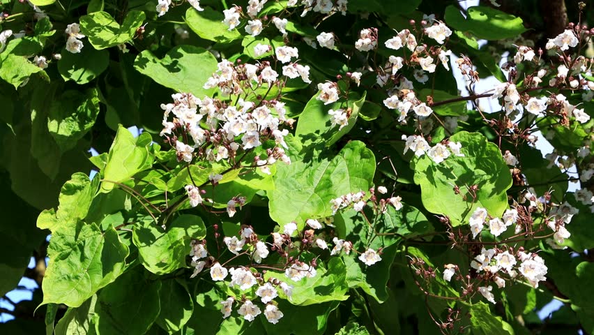 Catalpa Bignonioides white flowers in summer

