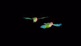 Flying Lovebirds Couple - Rosy Faced Birds - Transparent Transition II - 3D Animation with Alpha Channel