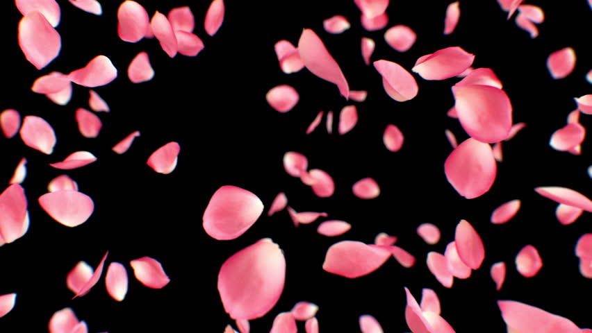 Pink Petals Explosion Close-up. One Petal Falling Down and Exploding Into Many Petals Slow Motion. Beautiful 3d Animation of Rose Spring Blooming. Nature and Romantic Concept 4k Ultra HD 3840x2160.