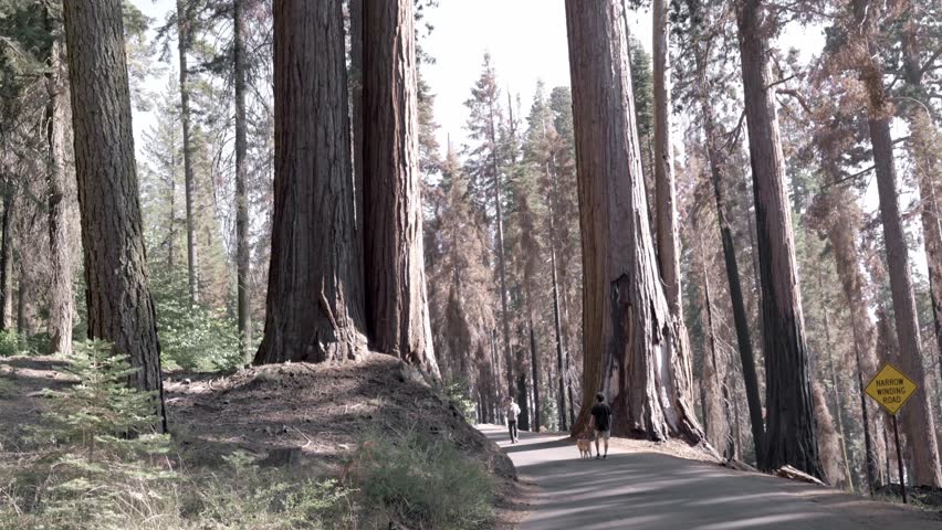 Two young men walking with their dogs in the giant redwood forest of Sequoia National Park, California