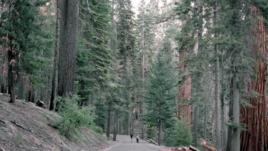 Two young men walking with their dogs in the giant redwood forest of Sequoia National Park, California