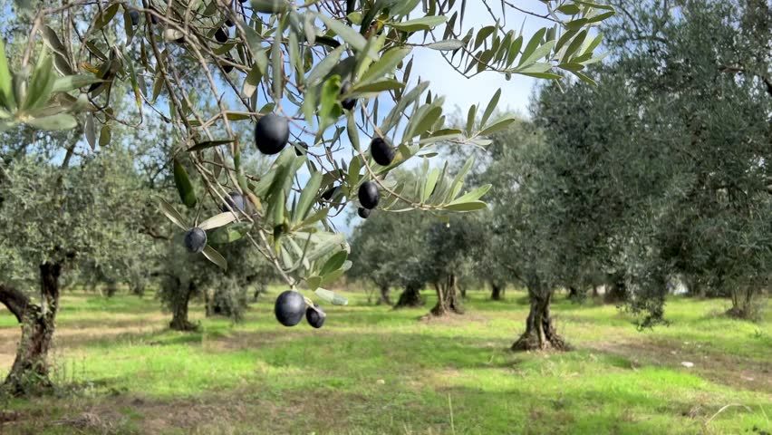 olive tree, closeup black olive fruits on tree in garden or field in a beautiful sunny day. agriculture concept 4k video with selective focus on branch of tree. spring time in agricultural garden Royalty-Free Stock Footage #1099917161