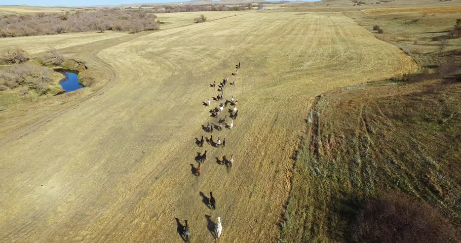 Wild Mustang Horses Galloping in North Dakota, US, Aerial Descending