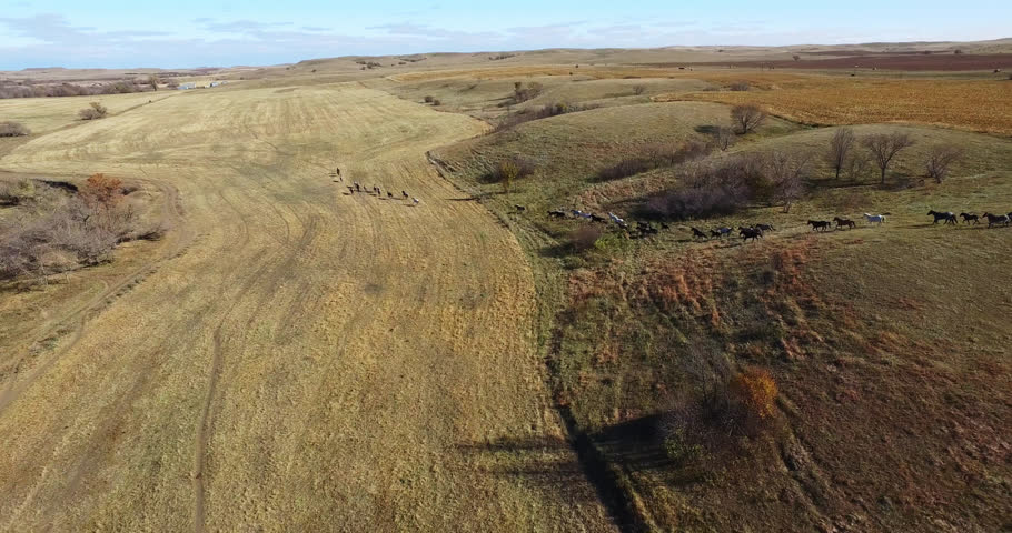 Wild Mustang Horses Running Out on Field, North Dakota, Aerial Tracking Shot