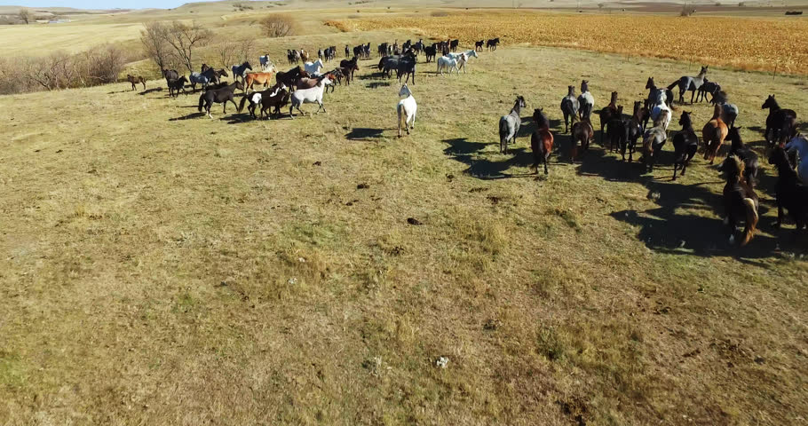 Behind Wild Herd of Mustang Horses Trotting, North Dakota, US, Tracking Aerial