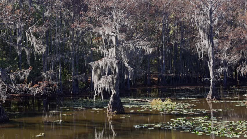 Caddo Lake State Park in Texas with its amazing vegetation and landscape - travel photography