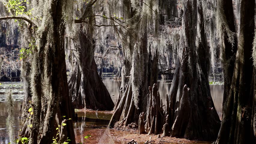 The amazing trees at Caddo Lake in the swamps of Texas - travel photography