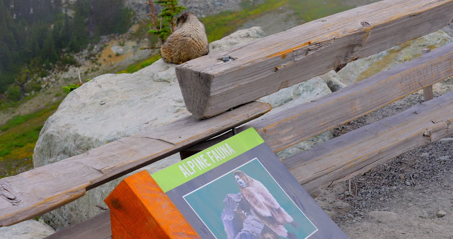 Establishing shot of marmot in slow motion at summer day in Vancouver, Canada, North America. Day time on September 2022. Still camera. ProRes 422 HQ.