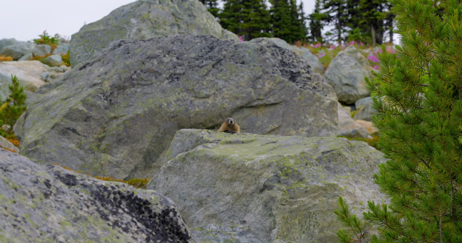 Establishing shot of marmot in slow motion at summer day in Vancouver, Canada, North America. Day time on September 2022. Still camera. ProRes 422 HQ.