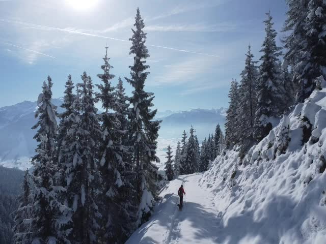 winter landscape snow forest mountain