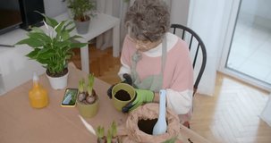 Aged senior woman plants flowers at home and watches educational video about gardening, 4k