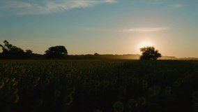 4K Drone flyover video of blooming sunflower field in rural Wichita Kansas in the Midwest at dawn sunrise with sunrays.