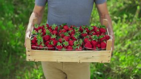 A farmer demonstrates wooden box filled with freshly packaged strawberries captures the essence of farm-to-table freshness. The perfect representation of natural and wholesome, the video showcases the