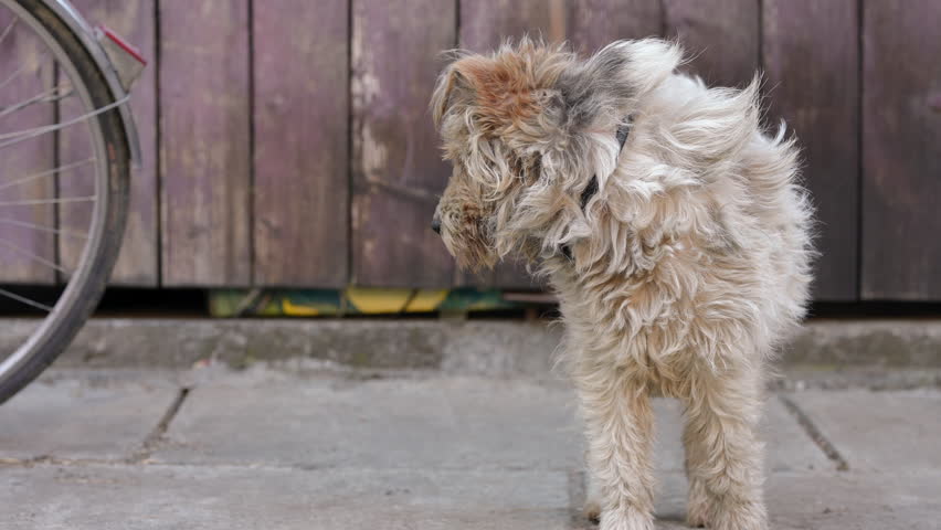 Curly-haired dog standing on the right looking around. Front view portrait of calm domestic pet in yard outdoors