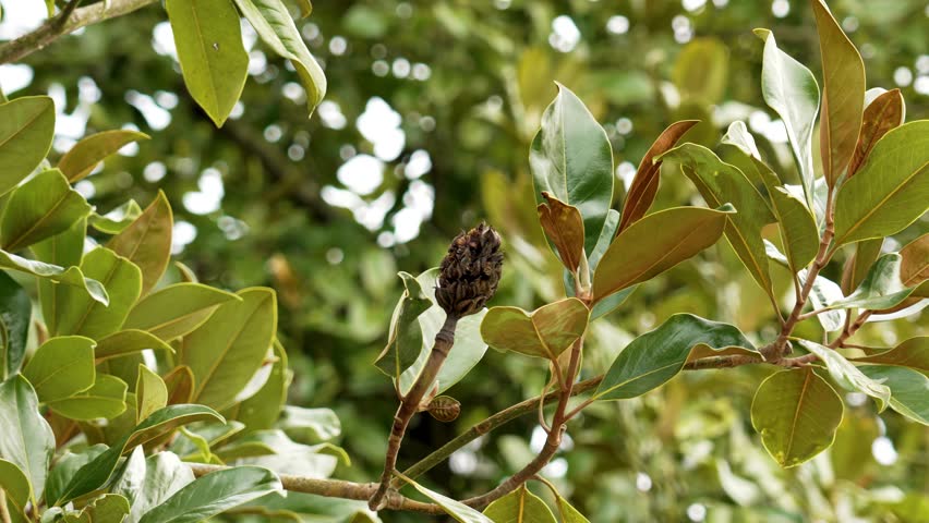 Mature magnolia fruit with tree foliage. Magnolia grandiflora. Magnoliaceae family