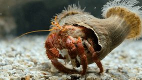 Video of hermit crab walking on sea bottom. Sea Anemone sitting on the shell.

