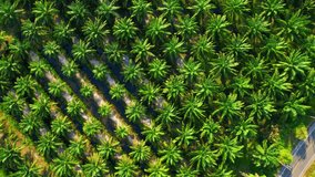 Aerial drone video of palm oil and coconut plantation. Agriculture industry in tropical Thailand, Southeast Asia. commercial farming area. background from nature. economic crops in the tropical. 4K
