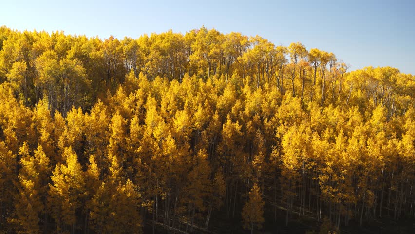 Aerial flyover view of quaking aspen trees, boulder, utah, united states