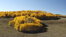 Aerial flyover view of cluster of quaking aspen trees, boulder, utah, united states