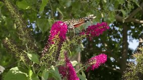 A monarch butterfly that is drinking the nectar from a purple Butterfly Bush known as Buddleia. 