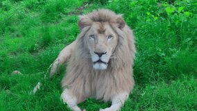 A large lion lies and rests on the green grass, and looks around, real time