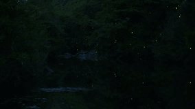 High-sensitivity video recording of many fireflies dancing wildly.
Fixed Camera Shooting