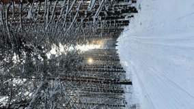 Sunlight through the trees in the forest. Snow trees and a cross-country ski trail. Beautiful and unusual roads and forest trails. Beautiful winter landscape. The trees stand in a row - Powered by Shutterstock - Get 15% off with code: PIKWIZARD15