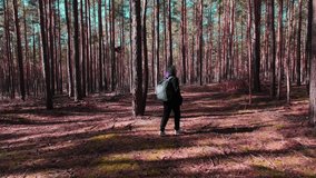 Rear view of a woman travels through an autumn pine forest with a backpack.