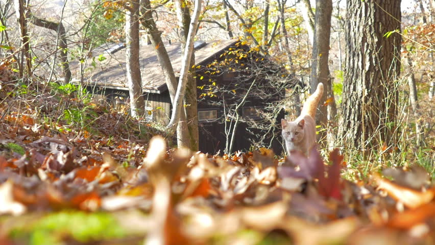 Lockdown Shot Of Cute Cat Walking On Dry Leaves In Forest - Madison, Wisconsin