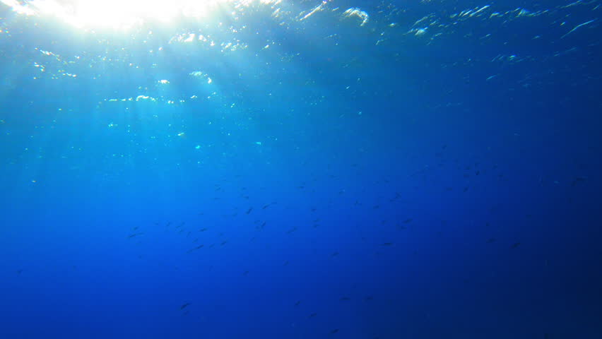 School Of Fish Swimming In Deep Blue Ocean On Sunny Day - Oahu, Hawaii | Shutterstock HD Video #1099952001