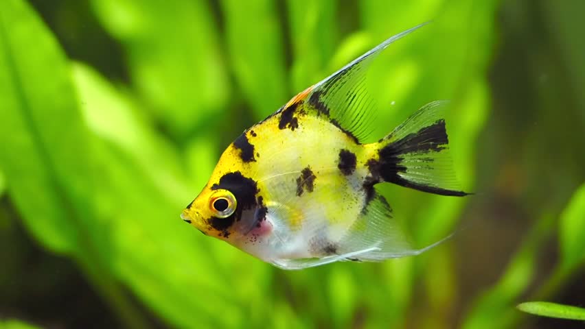 Angel Fish Koi Panda Yellow Head swimming in tank fish  (Pterophyllum scalare) | Shutterstock HD Video #1099952799