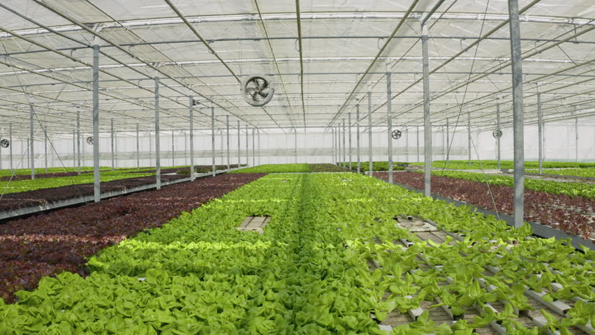 Hydroponic enviroment in greenhouse with ventilation system with big fans growing different types of organic lettuce for local market. Bio food being grown organically. Aerial drone shot Royalty-Free Stock Footage #1099953345